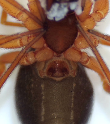 Skogsdammarna Halland 3.3-19 epigyne adult female
