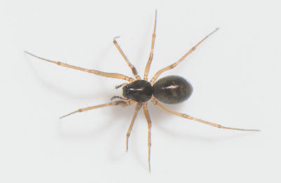 P Byasjn Halland 8.2-20 adult female