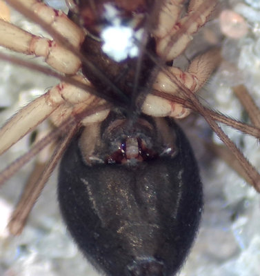 P Byasjn Halland 8.2-20 epigyne adult female