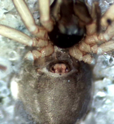 Tenuiphantes flavipes ( Stockmattvävare )