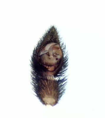 Pardosa amentata ( Prickvargspindel )