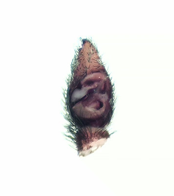 Pardosa prativaga ( Strumpvargspindel )
