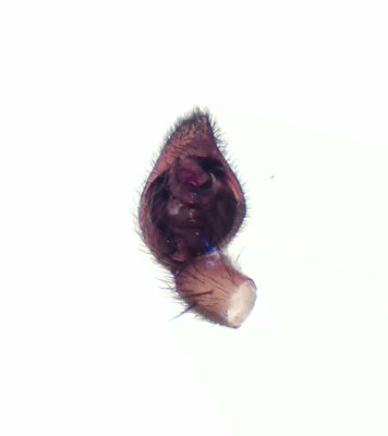 Piratula hygrophila ( Sumppiratspindel )