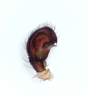 Cryphoeca silvicola ( Gmslespindel )