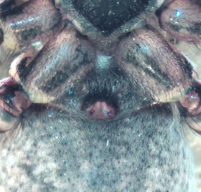 Arctosa perita ( Dynvargspindel )