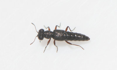 Stenus argus