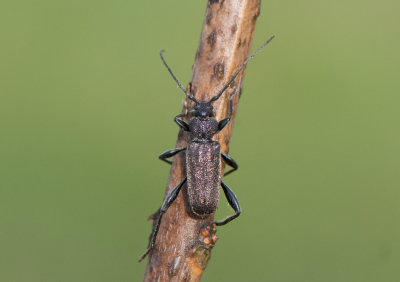 Callidium coriaceum ( Bronshjon )