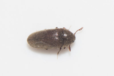 Trixagus leseigneuri