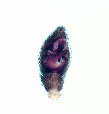 Pardosa monticola ( Hllvargspindel )