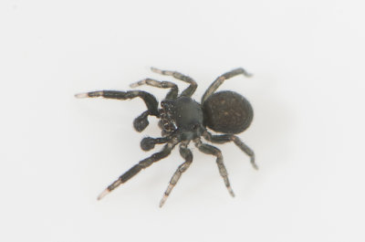 Vomb Skne 8.5-20 adult male