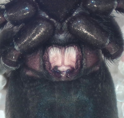 Drassyllus praeficus ( Stigsvartspindel )