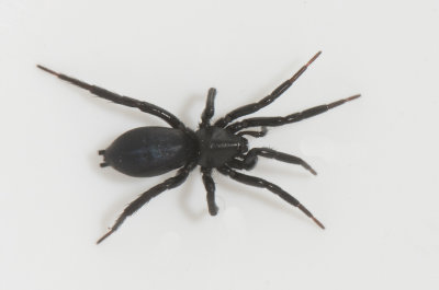 Drassyllus praeficus ( Stigsvartspindel )