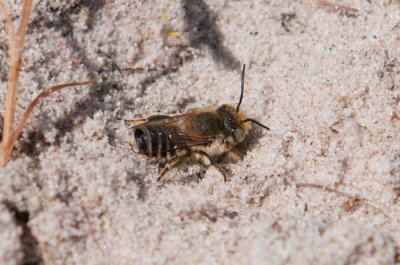Megachile leachella ( Havstapetserarbi )