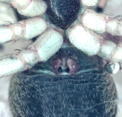 Heliophanus flavipes ( Bronshoppspindel )