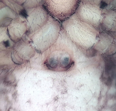 Store mosse Småland 30.5-20 epigyne adult female