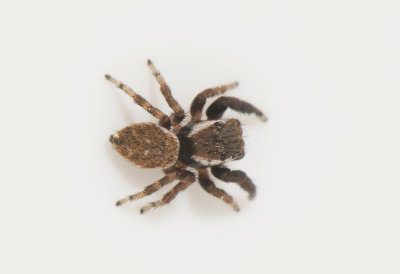 Store mosse Småland 30.5-20 adult male