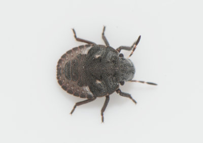 Phimodera lapponica ( Mjölonbärfis )
