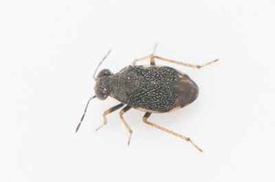 Micracanthia marginalis  3,0 mm