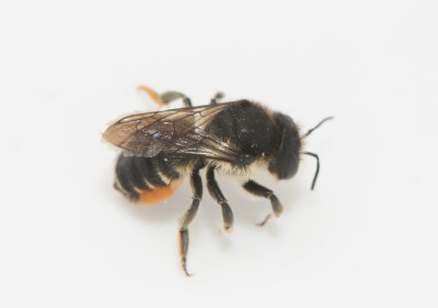 Megachile versicolor ( ngstapetserarbi )
