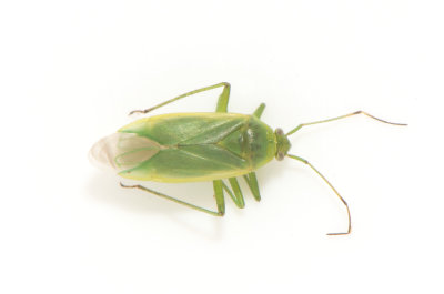 Lygocoris rugicollis  6,5 mm