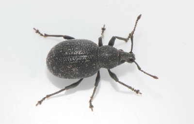 Otiorhynchus nodosus ( Taigaronvivel )  6,5 mm