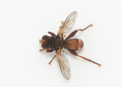 Sicus ferrugineus