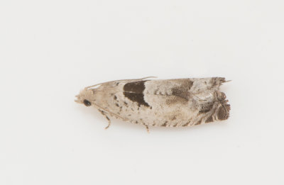 Epinotia ramella ( Grenrullvecklare )