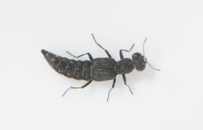 Stenus palposus