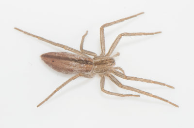 Vareborg Halland 3.8-20 adult female