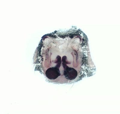 Borgholm land 1.6-20 vulva adult female