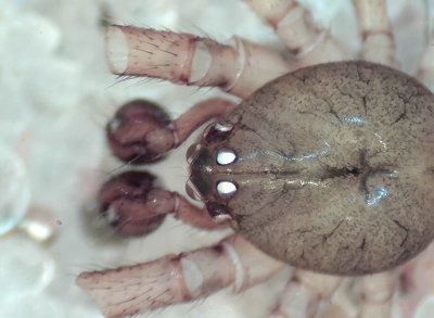 Parasteatoda tepidariorum ( Vxthusspindel )