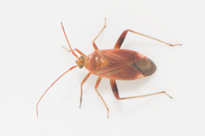 Adelphocoris ticinensis ( Fackelblomskinnbagge )