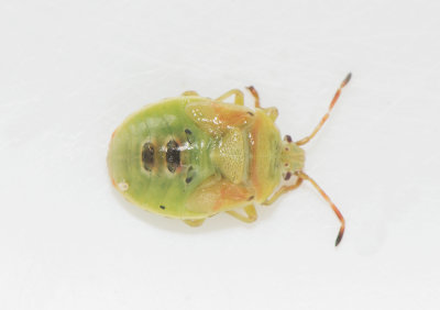Elasmostethus brevis ( Jolsterbärfis )