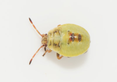 Elasmostethus brevis ( Jolsterbärfis )