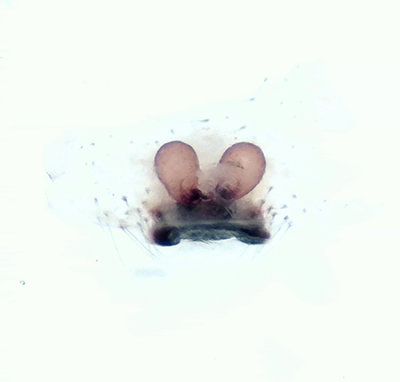 Skrs udde Halland 7.8-20 vulva adult female