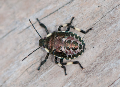 Pinthaeus sanguinipes ( Sydlig rovbärfis )