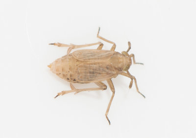 Delphax pulchellus