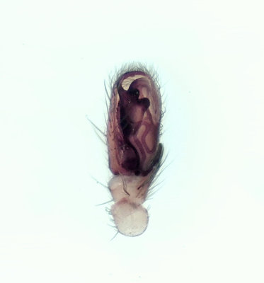 Clubiona trivialis ( Ljungsckspindel )