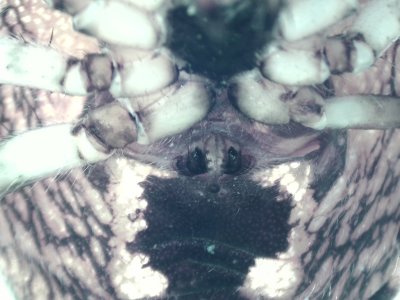 Store mosse Halland 20.9-20 epigyne adult female