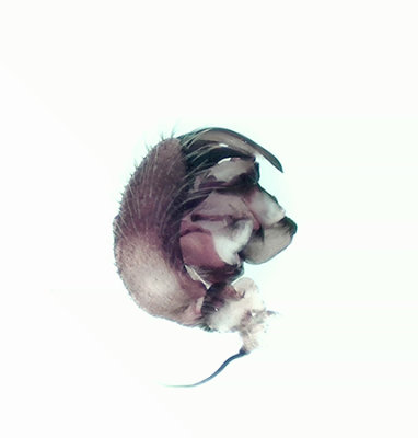 Store mosse Halland 20.9-20 palp adult male