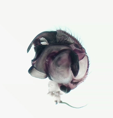 Araneus marmoreus ( Marmorspindel )