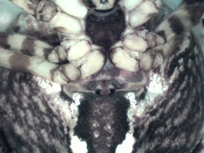Araneus diadematus ( Korsspindel )