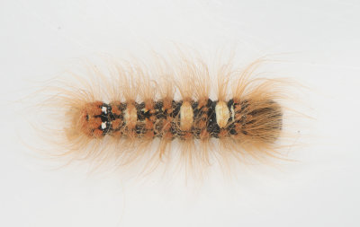 Moma alpium ( Åsfly )