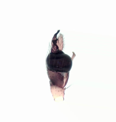 Pachygnatha listeri ( Randig kkspindel )