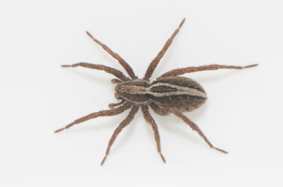 Apelviken Halland 13.5-20 adult female
