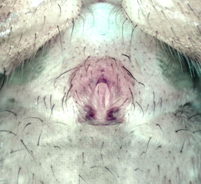 Apelviken Halland 13.5-20 epigyne adult female