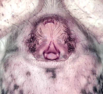 Lycosidae epigyne