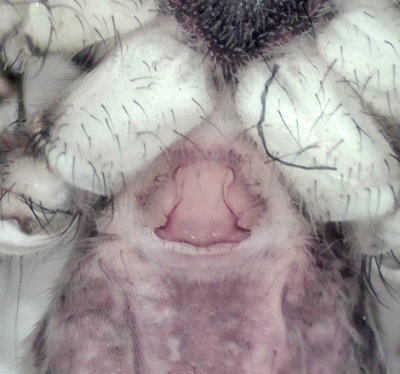Pardosa monticola ( Hällvargspindel )