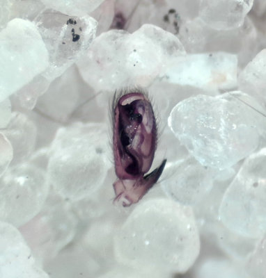 Clubiona trivialis ( Ljungsckspindel )