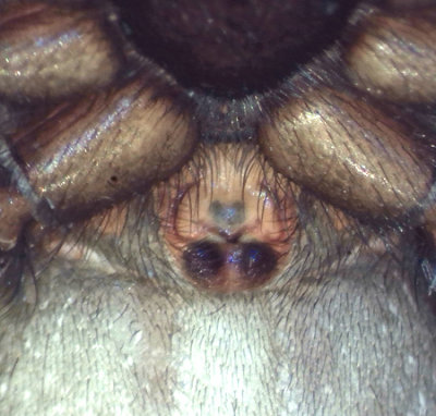 Sbytorp Vstmanland 22.5-20 epigyne adult female